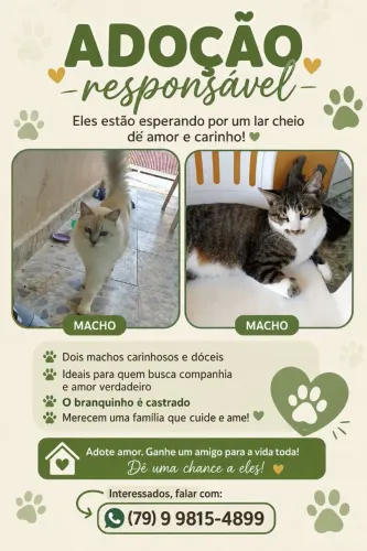 Doação gatos