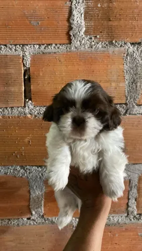 Filhote shih tzu, Seus dias ficarão mais iluminados com um novo amiguinho!