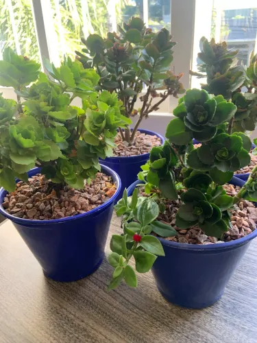 04 vasos azuis com plantas kalanchoe 