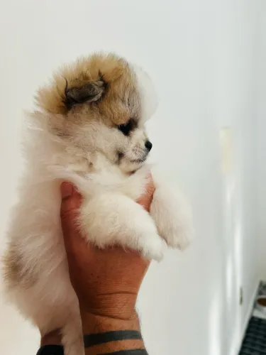 Lulu da Pomerânia