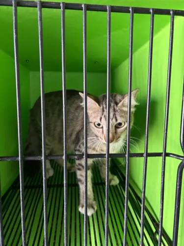 Gato para adoção