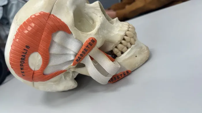 Modelo anatômico 