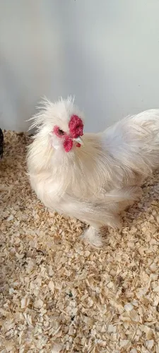 Vendo galo sedoso 