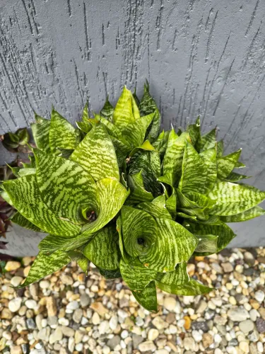 Planta Espada-de-São-Jorge Mini