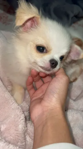 Chihuahua fêmea