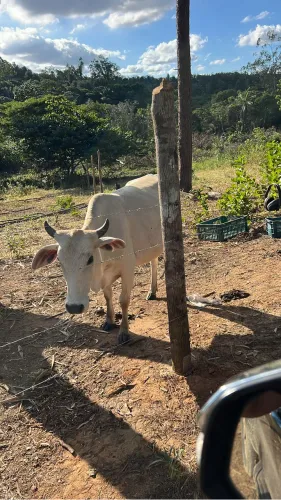 4 novilha prenha 