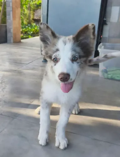 Lindo filhote de Border Collie