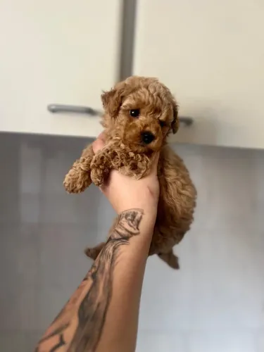 Poodle Toy a pronta entrega preto e red macho !