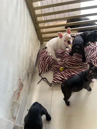 Filhotes de Buldogue Francês 