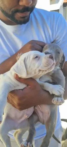 Vendas de filhotes de American Bully