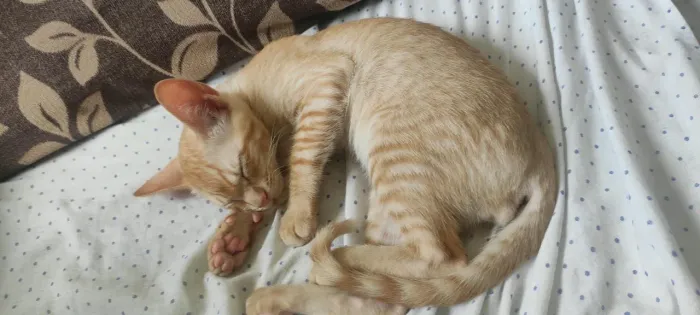 Doação de gato