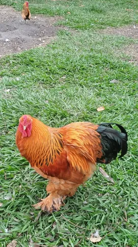 Galo brahma buff