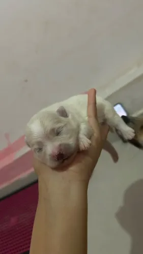Spitz alemão ursinho Anã (Lulu da pomerânia)