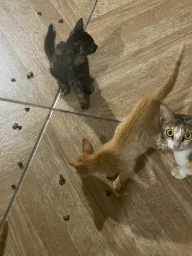 Doando gatinhos