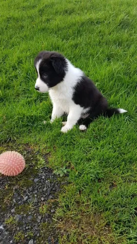 Border collie inteligente