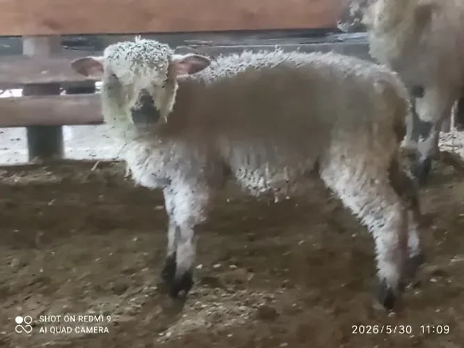 Ovelha