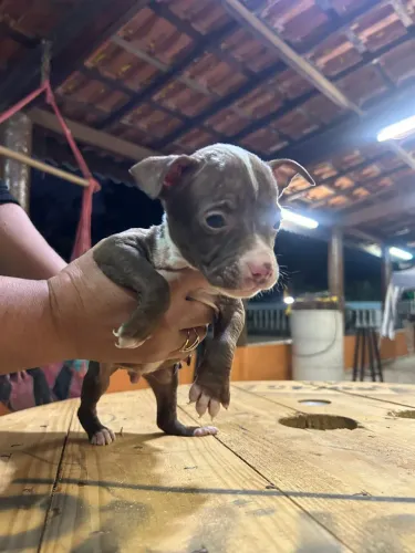 Pit bull