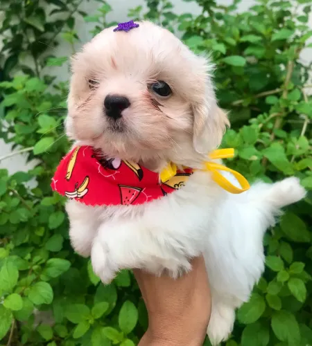 Shih Tzu macho promoção com pedigree