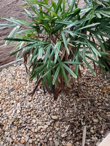 Vendo 4 vasas de plantas pra jardim