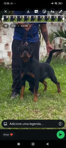 Filhote de rottweiler 