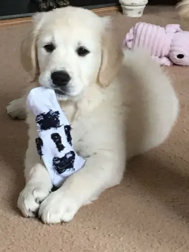 Golden Retriever Um doguinho que pode fazer você parar de procurar