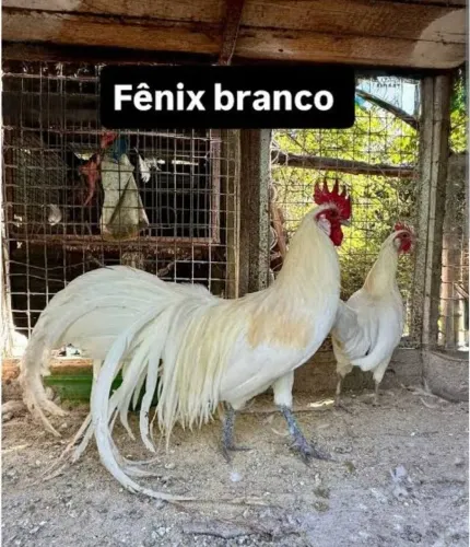 Casal de fênix branco