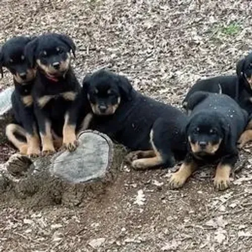 Rottweiler,Rottweiler Filhote Top Padrão da Raça