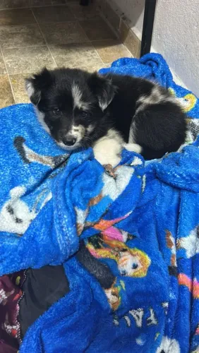 Vende-se linda filhote de Border collie 