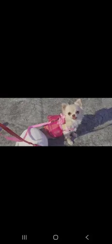 Chihuahua Fêmea Mini pelo longo 7 meses Vacinada