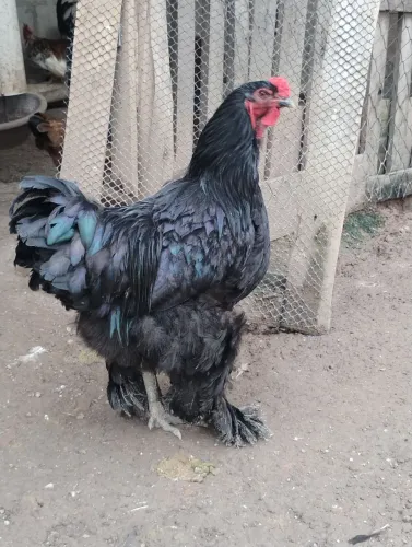 Galo Brahma Black