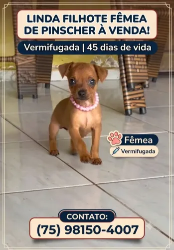 Linda pinscher fêmea 