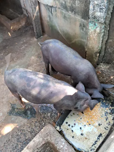 vendo casal de porco
