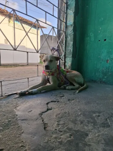 Doação de cachorrinha