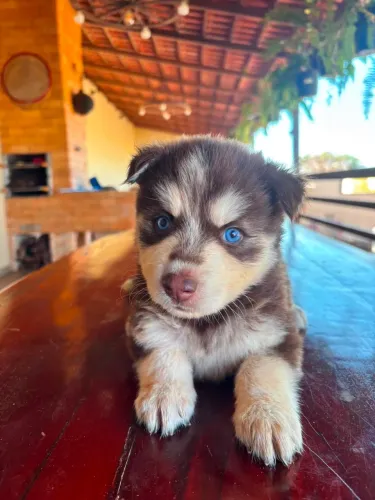 Filhotes husky