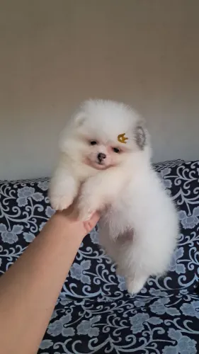Spitz alemão