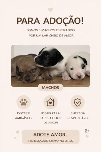 Cachorro macho raça não definida. Para adoção 