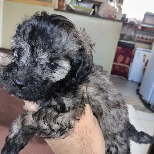 Filhote de poodle com Shitzu 