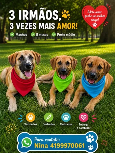 Filhotes castrados 4 meses Machos castrados porte grande 