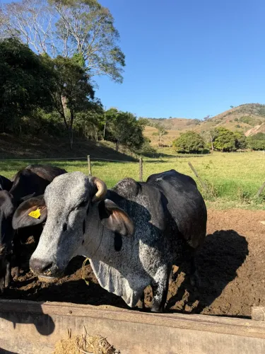 Vacas Girolando  Luxo .