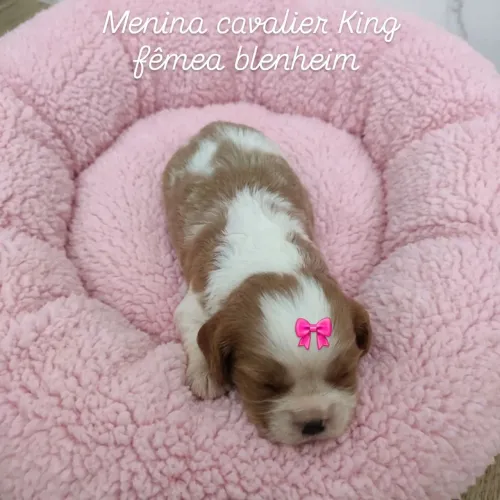 Cavalier King fêmea e macho para reserva na cor Blenheim 
