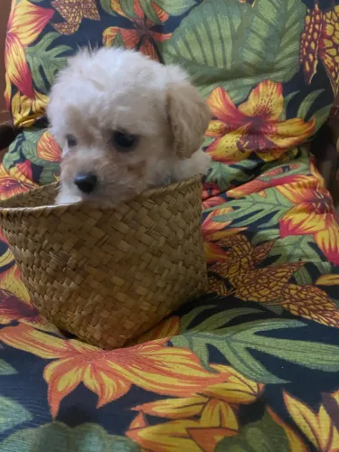 Poodle toy