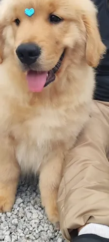 Golden Retriever