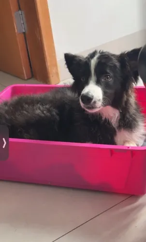 Border collie pra doação 