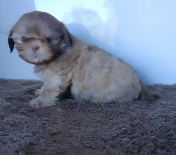Príncipe Shihtzu Menino