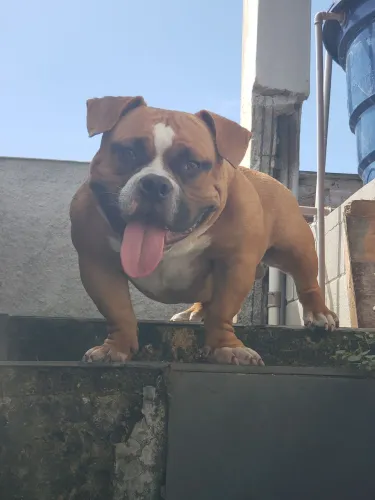 American bully micro cobertura 