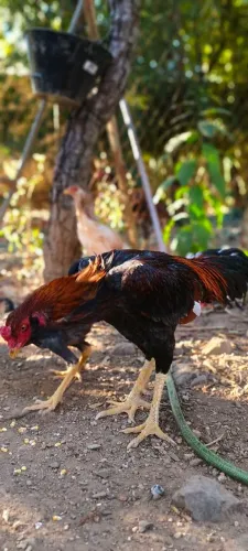 Galo e galinhas índias 
