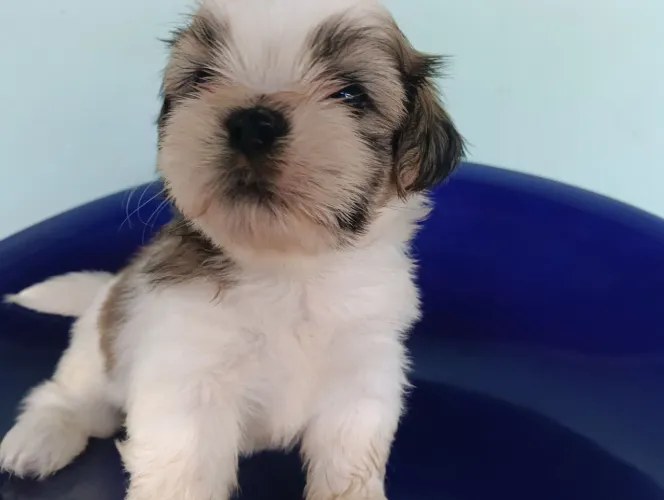 VENDO SHIH TZU MACHO