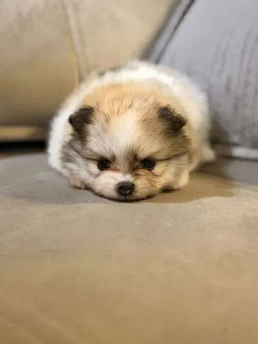 Lulu da pomerânia filhote