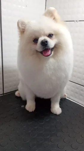 Spitz alemão