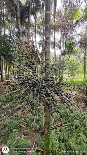 50 hectares na estrada de igarapé açu por 700 mil reais documentada
